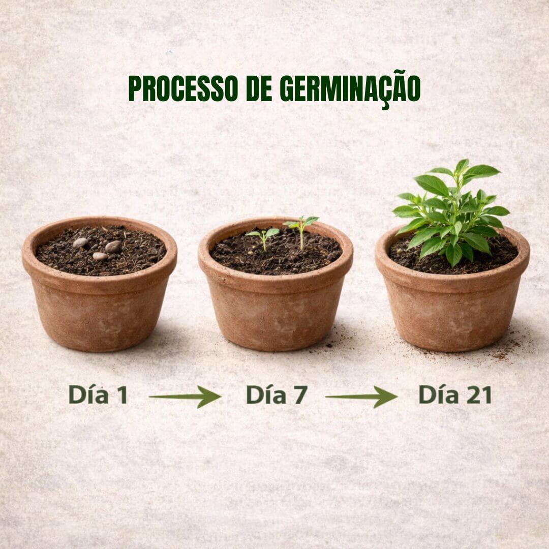 JazmínSeeds – Sementes de Jasmim Aromático “Perfume de Deus” - Image 5